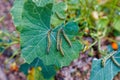 A photo of worms eating the leaves of a capparis spinosa plant in a garden