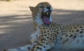 Photo of a Yawning Cheetah in South Africa Royalty Free Stock Photo