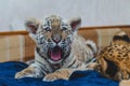 Photo of a yawning tiger cub lying on a sofa, near a blurry head of a lion cub Royalty Free Stock Photo