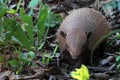 Photo of a yellow armadillo Euphractus sexcinctus seen from the front through the foliage Royalty Free Stock Photo