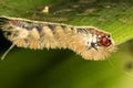 Yellow caterpillar under the leaf Royalty Free Stock Photo