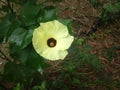 photo of yellow cotton flowers blooming in my yardÃ¯Â¿Â¼