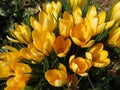 Pretty Yellow Crocus Flowers in Early March Royalty Free Stock Photo