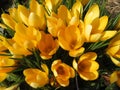 Pretty Yellow Crocus Flowers in Early March in a Garden Royalty Free Stock Photo