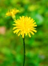 Photo of an yellow dandelion on green background