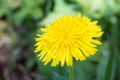 Photo of yellow dandelion isolated on green background Royalty Free Stock Photo