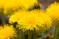 photo of yellow dandelions