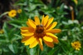 Photo yellow flower with bee for decoration.