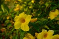 allamanda yellow flower blooming exotic garden spring Royalty Free Stock Photo