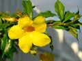 yellow flower close up with rain drop Royalty Free Stock Photo