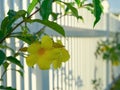 yellow flower after rain on white fence background Royalty Free Stock Photo