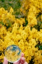 Photo of yellow flowers through a crystal ball