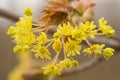 Photo of yellow flowers on the tree in the forest in spring.