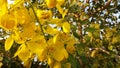 Photo Yellow fresh flowers cassia.4