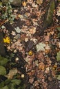 Photo of yellow-green leaves falling on the wet ground. Rocky ground, covered with a variety of dry leaves. Autumn forest after Royalty Free Stock Photo