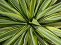 Photo of yellow and green leaves yucca plant furcraea foetidaa foetida background Royalty Free Stock Photo