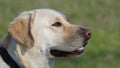 A photo of a yellow labrador dog.