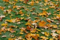 Photo of yellow leaves lie on green grass in park. Beautiful season. Autumn concept. Close up shot. Bright foliage Royalty Free Stock Photo