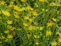 Yellow mountain saxifrage Royalty Free Stock Photo
