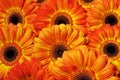 Photo of yellow and orange gerberas, macro photography and flowers background Royalty Free Stock Photo