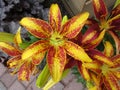 Yellow and Red Tiger Lillies Royalty Free Stock Photo