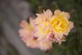 Photo of a yellow spotted pink rose