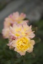 Photo of a yellow spotted pink rose