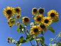 Yellow Sunflowers in August With Blue Sky