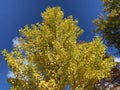 Yellow Tree and Blue Sky in Autumn in October Royalty Free Stock Photo