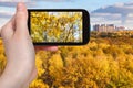 Photo of yellow trees in autumn forest Royalty Free Stock Photo