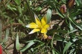 Photo with a yellow unusual tulip with spaced petals