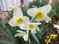 Yellow and White Daffodils in the Rain Royalty Free Stock Photo