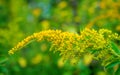 Photo of yellow wild flower in the forest