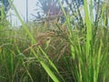 photo of yellowing rice in the rice field