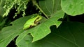 A lovely, but poisonous, little tree frog. Royalty Free Stock Photo