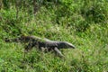 Wild varan in the Yala National Park. Sri Lanka