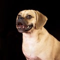 Portrait of young adorable happy puggle