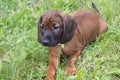 Young Bavarian scent hound