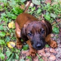 Young Bavarian scent hound