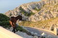 A photo of a young brown balearic rocky mountain goat cabra mallorquina looking for green grass on the hills of Formentor Royalty Free Stock Photo