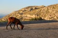 A photo of a young brown balearic rocky mountain goat cabra mallorquina looking for green grass on the hills of Formentor Royalty Free Stock Photo