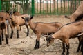 A photo of young brown goats standing tall.