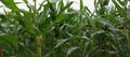 photo of young corn in the garden Royalty Free Stock Photo
