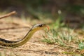 A photo of a young eastern garter snake in early spring in Canada Royalty Free Stock Photo