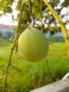 photo of young green mangoes in front of the house