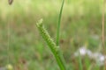 young heads of weeds that often cling to human clothing