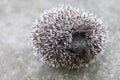 Photo of young hedgehog closeup