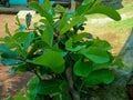 Photo of young leaves of guava tree Royalty Free Stock Photo