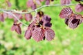 Background. Young leaves of hazel are common brownish-leaved. Royalty Free Stock Photo