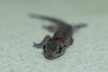 The photo of the young lizard